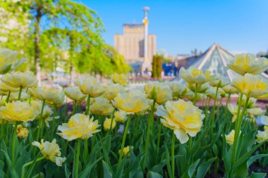 Kyiv 'deki Meydan Nezalezhnosti' de açan parlak sarı lalelerin yakın görüntüsü, parlak mavi gökyüzüne karşı narin taç yapraklarını sergiliyor..