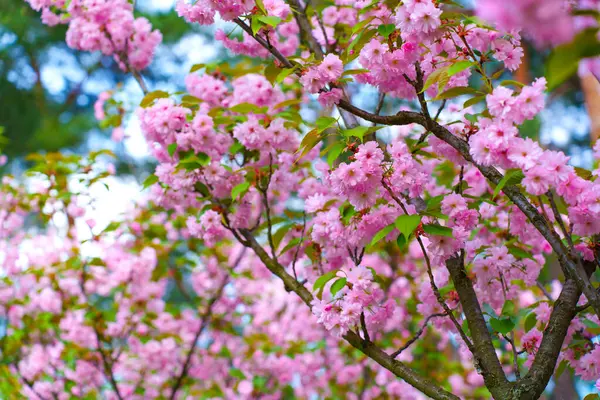 Pembe çiçeklerle kaplı bir kiraz ağacının yakın plan görüntüsü, narin yaprakları ve yemyeşil yaprakları bulanık arka planda sergiliyor..