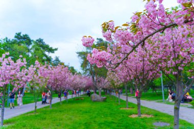 Kyiv 'deki Kyoto parkında çiçek açan kiraz ağaçlarının yer aldığı canlı bir bahar sahnesi, rengarenk manzaranın ortasında sakin adımlarla yürüyen insanlar..