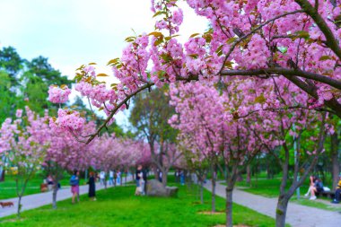 Çiçekli kiraz ağaçları, pembe çiçekler, manzaranın tadını çıkaran ziyaretçiler ve ilkbaharda sakin bir atmosfer içeren Picturesque Park sahnesi.