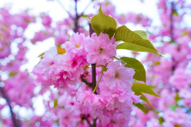 Canlı, pembe bir kiraz ağacının yakın plan görüntüsü, narin çiçekleri ve yeşil yaprakları sergiliyor bahar zamanı, yumuşak doğal ışık altında..