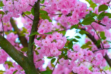 Ağaç dalları üzerinde canlı pembe kiraz çiçeklerinin yakın çekimi, yumuşak ışıklandırma ve taze, canlı bir atmosfer ile baharın güzelliğini yakalıyor..