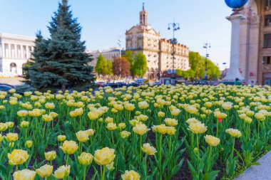 Kyiv, Ukrayna - 22 Nisan 2025: Geniş açılı çekim, Meydan Nezalezhnosti, Kyiv 'de çiçek açan sarı laleleri, tarihi mimari ve kentsel yaşamı arka planda gün ışığında yakalıyor.