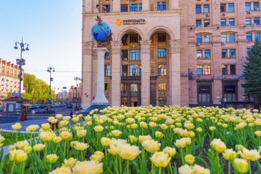 Kyiv, Ukrayna - 22 Nisan 2025: Kyiv 'deki Ukrposhta binasının eşsiz mimarisine karşı çerçevelenmiş, Meydan Nezalezhnosti' de çiçek açan sarı lalelerin canlı gösterisi.