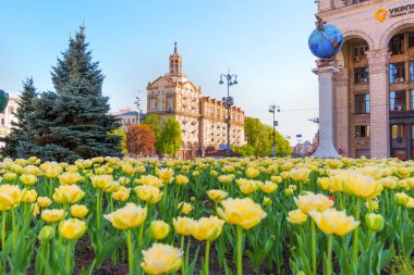 Kyiv, Ukrayna - 22 Nisan 2025: Meydan Nezalezhnosti 'de açan sarı lalelerin çarpıcı manzarası, arka planda tarihi binalar ve ağaçlar, güpegündüz yakalandı.