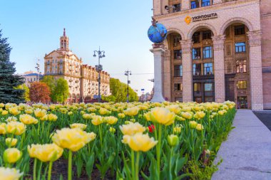 Kyiv, Ukrayna - 22 Nisan 2025: Meydan Nezalezhnosti 'deki ikonik Ukrposhta binasının önünde çiçek açan renkli lalelerin geniş açı görüntüsü, Kyiv' in ilkbaharda açtığı güzelliği gözler önüne seriyor..
