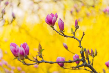 Manolya ağacı dalları pembe tomurcuklar ve çiçeklerle bezenmiş, canlı sarı bir zemin üzerine kurulmuş, baharın özünü yakından yakalıyor..
