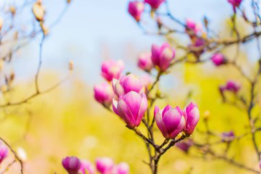 Baharda dallarda açan canlı pembe manolya çiçeklerinin detaylı yakın plan görüntüsü yumuşak mavi arka planda narin taç yaprakları sergiliyor..