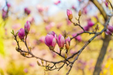 Kırılgan pembe manolya tomurcuklarının bir dala yakın çekimi, baharda, bir bahçe ortamında, yumuşak güneş ışığında doğal güzelliklerini sergiliyor..