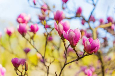 Bahar boyunca dallarda açan canlı pembe manolya çiçeklerinden oluşan bir demet yakın plan görüntüsü yumuşak bir arkaplanda narin taç yaprakları sergiliyor..