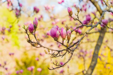 Parlak güneş ışığı altında pembe çiçeklerle çiçek açan bir manolya ağacının yakın çekimi canlı renklerini ve doğal güzelliklerini gözler önüne seriyor..