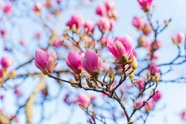 Açık mavi gökyüzünün altındaki dallarda açan pembe manolya çiçeklerinin yakın görüntüsü, parlak bahar ışığı altında yaprakların ve yaprakların kırılganlığını yakalıyor..