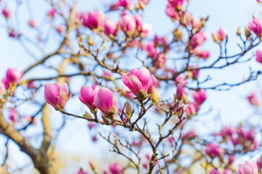 Canlı pembe manolya çiçeklerinin yakın görüntüsü dalların üzerinde, açık mavi bir gökyüzüne karşı açan bahar zamanı doğanın güzelliğini ve tazeliğini gözler önüne seriyor..