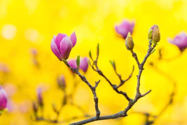 Daldaki zarif pembe manolya çiçekleri, canlı sarı bir zemin ile güzelce zıtlaşır, bahar ve yenilenme duygularını uyandırır..