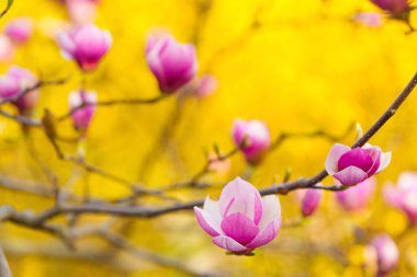 Bir dalda açan zarif pembe manolya çiçekleri, parlak sarı bir zemin ile güzel bir tezat oluşturuyor. Sanatsal ilkbahar arkaplanı.
