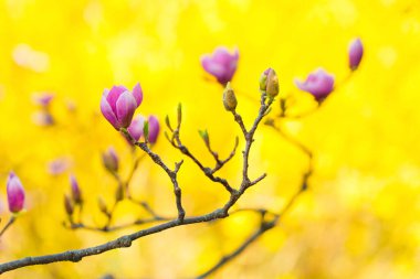 Yumuşak, bulanık bir arkaplan karşısında canlı pembe renkte çiçek açan manolya çiçeklerinin baharın özünü yakaladığı görüntüsü.