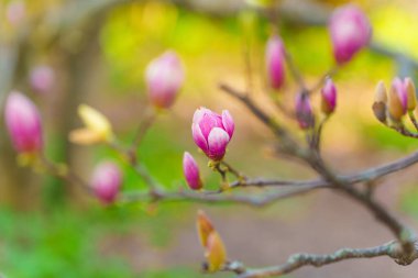 Narin pembe manolya tomurcuklarının yakın plan görüntüsü, yumuşak, bulanık yeşil bir arka plan üzerine kurulmuş, baharın gelişinin özünü yakalıyor..