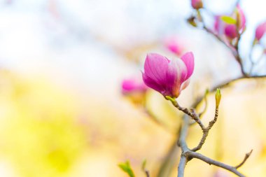 Narin pembe manolya çiçekleri narin, bulanık bir arkaplanda serpilmiş, baharın güzelliğinin ve yenilenmesinin özünü yakalar..
