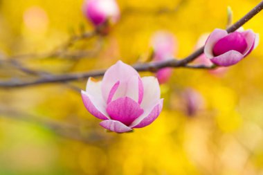 Göz kamaştırıcı pembe ve beyaz manolya çiçeklerinin yakın plan görüntüsü canlı, sarı bir arka plan karşısında, bahar güzelliğinin özünü yakalıyor..