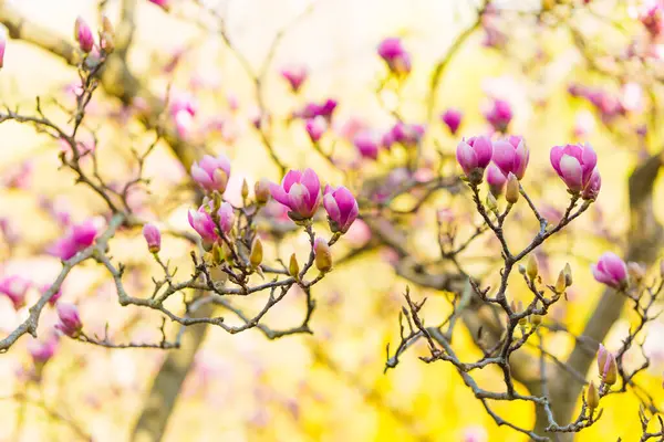 Ağaç dallarında serpilen manolya çiçeklerinin sergilenişi yumuşak, bulanık bir zemin üzerine kurulmuş, baharın özünü yakalıyor..