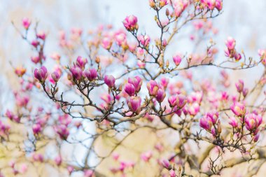 Yumuşak mavi gökyüzüne karşı serpilmiş canlı pembe çiçekleri içeren bir manolya dalının yakın çekimi, ilkbaharda karmaşık detaylar ve doğal güzellikleri gözler önüne seriyor..