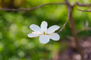 Beyaz yapraklı tek bir manolya çiçeğinin yakın çekimi, bulanık yeşil bir zemin ile çevrili, doğal ışıkta baharın özünü yakalıyor..