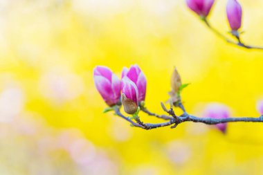 Yumuşak, bulanık sarı arkaplanı olan bir dalda pembe manolya tomurcuklarının yakın plan görüntüsü, ilkbaharda açan çiçeklerin narin detaylarını yakalıyor..