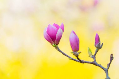 Yumuşak ışıklandırma ve bulanık sarı arkaplan içeren bir dalda pembe manolya tomurcukları, bahar ve çiçek temalı projeler için mükemmel..