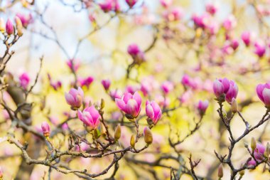 Dalların üzerinde açan canlı pembe manolya çiçeklerinin yakın plan görüntüsü yumuşak, bulanık bir arka plan karşısında karmaşık taç yapraklarını sergiliyor. Bahar temaları için mükemmel..