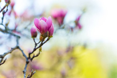 Manolya, yumuşak gölgeli tarafsız bir arkaplana karşı net bir odak noktasında çiçek açar.