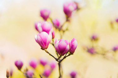 Sıkıca çerçevelenmiş pembe manolya çiçekleri grubu sessiz doğal bir arkaplan karşısında taze ön plan detaylarıyla.