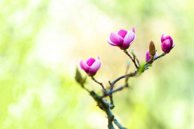 Pembe manolya keskin yakın çekim odağı yumuşak bulanık çimenli yeşil arka plana karşı.
