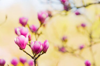Pembe manolya tomurcuklarının yakın plan görüntüsü açılmaya başlıyor, önplan ayrıntıları dağınık bir arkaplan karşısında net.