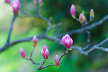 Pembe manolya çiçeklerinin yakın plan görüntüsü bulanık doğal arka plana karşı keskin bir odak ile açılmaya başlıyor..