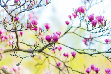 Baharın başlarında pembe manolya çiçekleri, yumuşak bir bahçe arka planına keskin bir şekilde odaklanmış..