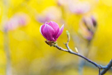 Yumuşak, bulanık doğal arkaplanı olan tek bir manolya taze bir odak noktasında açar..
