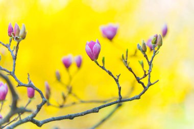 Manolya tomurcuklarının yakın çekimi keskin odak noktasında ve arka planda hafif bulanık uzak ağaçlar var..