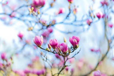 Pembe manolya çok sığ bir odak noktasıyla çiçek açar. Sadece en yakın yapraklar rüya gibi bir arka plana karşı keskindir..