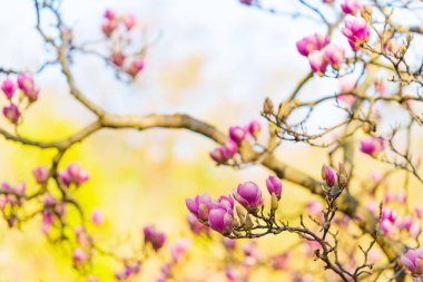Dallarda açan pembe manolya çiçeklerinin yakın plan görüntüsü, yumuşak doğal ışıkta yakalanmış, bahar zamanı karmaşık detaylarını vurguluyor..