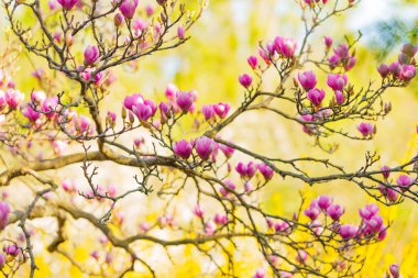 Yumuşak odak noktasında çekilen canlı pembe manolya tomurcukları ince yapraklarını ve karmaşık detaylarını vurguluyor. Çiçek temalı projeler için mükemmel..