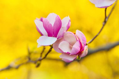 Narin pembe manolya tomurcuklarının yakın plan çekimleri. Karmaşık detaylarını ve yumuşak dokularını vurguluyorlar. Baharda bulanık yeşil bir zemin üzerine kurulmuş..