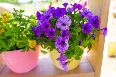 Renkli petunya saksıları, güneşli bir bahçe ortamında canlı mor ve pembe çiçekler sergiliyor, çiçeklere ve yeşilliklere odaklanıyor..