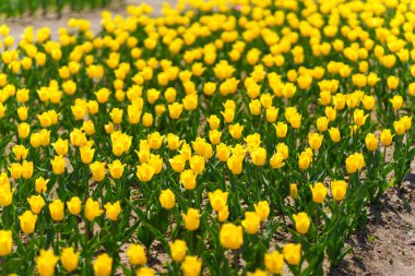 Açık mavi gökyüzünün altında çiçek açan sarı lalelerle dolu canlı bir tarlanın geniş manzarası, iyi korunmuş bir bahçede baharın güzelliğini gözler önüne seriyor..