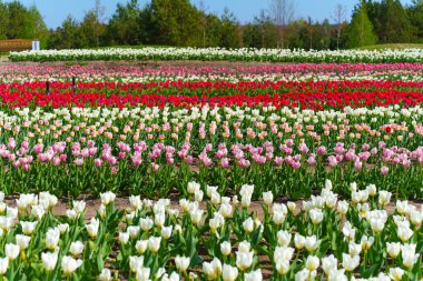 Baharın ortasında açık mavi gökyüzü altında pembe, beyaz ve kırmızı lalelerin yer aldığı renkli bir lale tarlasının panoramik görüntüsü.