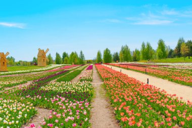 Arkasında yel değirmenleri olan canlı ve renkli lale tarlası açık mavi gökyüzü ve yemyeşil gökyüzüne karşı çeşitli lale renkleri sergiliyor..