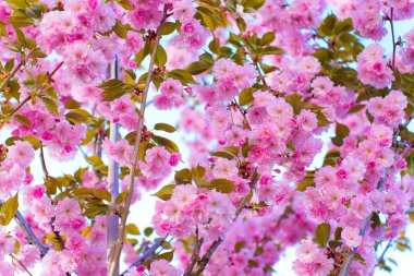 Canlı pembe kiraz çiçeklerinin, yemyeşil yapraklarıyla yakın plan görüntüsü, güneşli bir günde çekilmiş, arka planda narin taç yapraklarını ve açık mavi gökyüzünü gösteriyor..