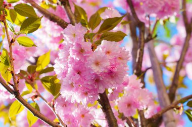 Güneşli bir bahar gününde açık mavi gökyüzüne karşı parlak pembe kiraz çiçeklerinin yakın görüntüsü, karmaşık yaprakları ve yeşil yaprakları vurguluyor..
