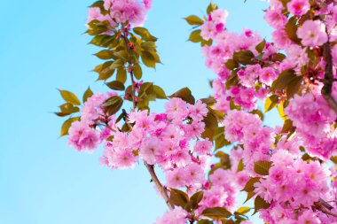 Pembe kiraz çiçeklerinin canlı dalları açık mavi gökyüzüne karşı narin çiçekler sergiliyor, bahar güzelliğinin ve yenilenmenin özünü yakalıyor..