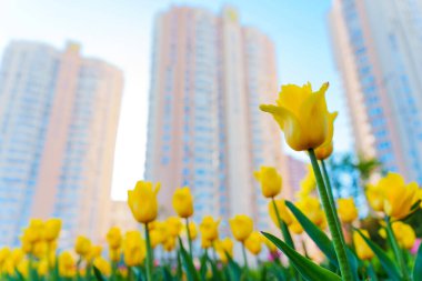 Gündüz vakti modern yüksek binaların zeminine kurulmuş, kentsel gelişim ortasındaki doğayı gözler önüne seren, bir çiçek tarhında parlak sarı lalelerin yakın çekimi..