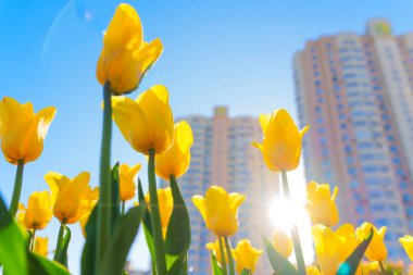 Ön planda açan sarı lalelerin yakın plan görüntüsü güneşli bir şehir arkaplanı modern binalar ve açık mavi bir gökyüzü..
